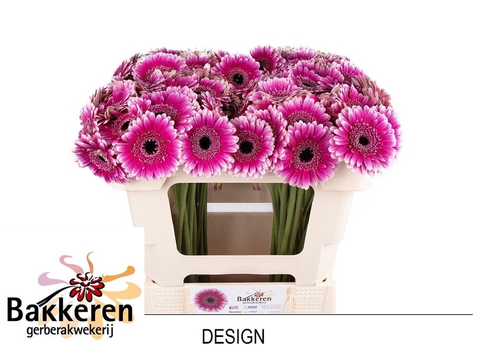 <h4>GE MI DESIGN</h4>