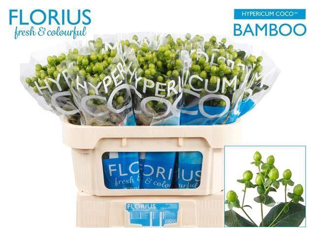 <h4>HYPERICUM  'COCO BAMBOO'</h4>