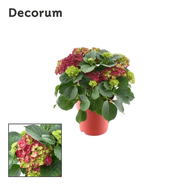 Hydrangea Bol Red 7- 12 kop in gekleurde sierpot (Decorum)