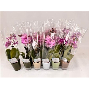 Phal Mini 1 Branche 7+ In Keramiek Pot