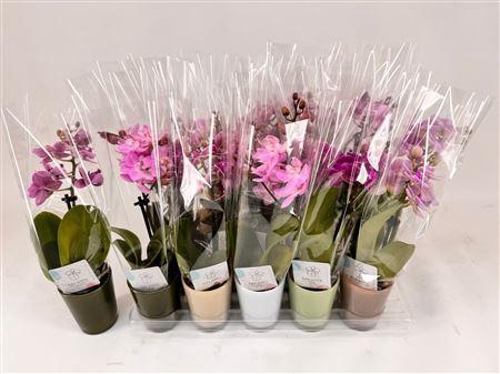 <h4>Phal Mini 1 Branche 7+ In Keramiek Pot</h4>