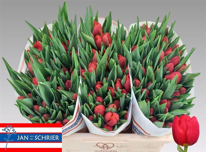 <h4>Tu En Red Stone</h4>