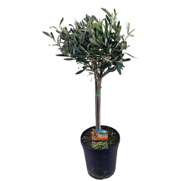 <h4>Olea europaea</h4>