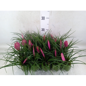 Tillandsia cyanea 'Anita'