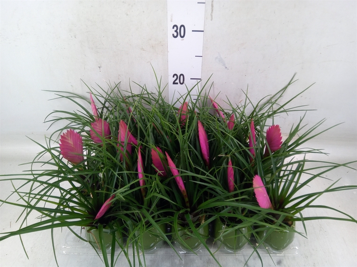 <h4>Tillandsia cyanea 'Anita'</h4>