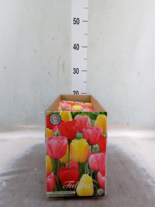 <h4>Tulipa   ...flowerbulbs</h4>
