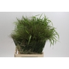 Panicum Fountain