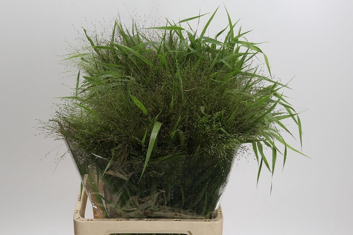 Panicum Fountain
