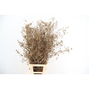 BAMBOE PER STEM 100CM