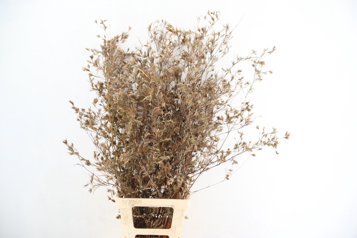 <h4>BAMBOE PER STEM 100CM</h4>