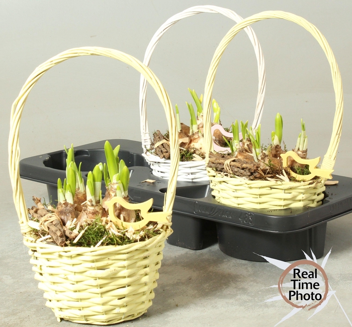 <h4>ARR NARCISSUS</h4>