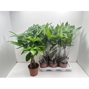 PACHIRA AQUATICA