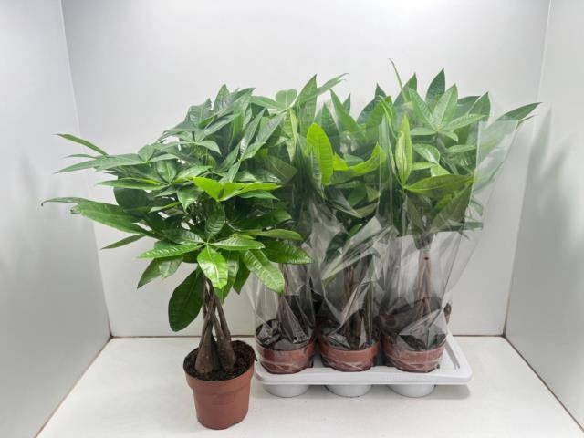 <h4>PACHIRA AQUATICA</h4>