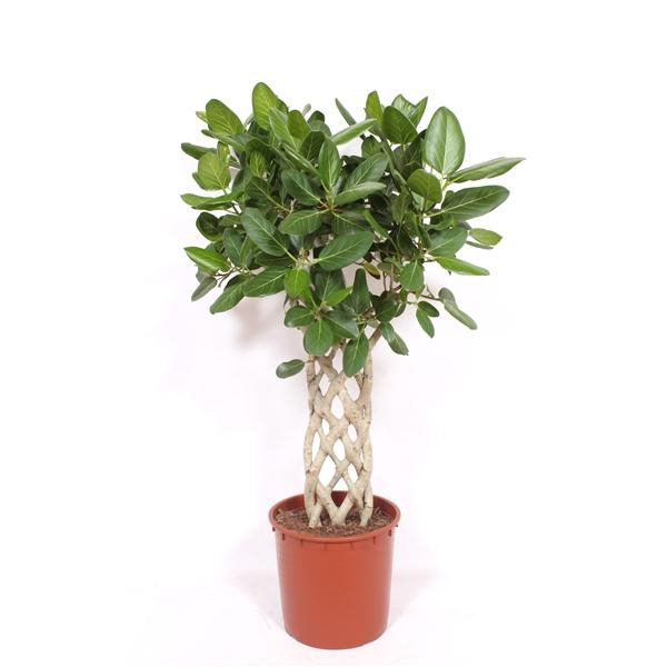 <h4>Ficus Benghalensis</h4>