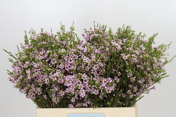 <h4>Chamelaucium Early Nir</h4>