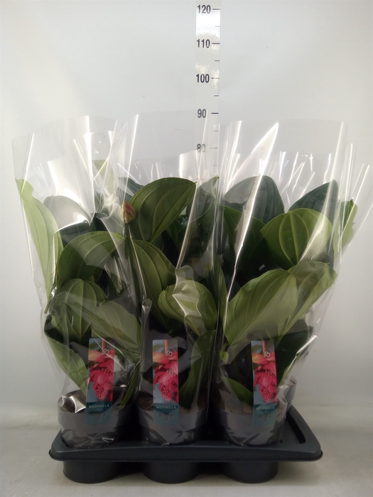 <h4>Medinilla magnifica 'Flamenco'</h4>