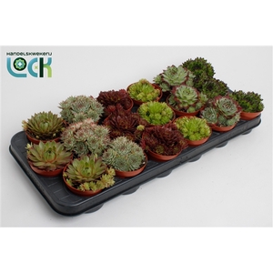 Sempervivum mix