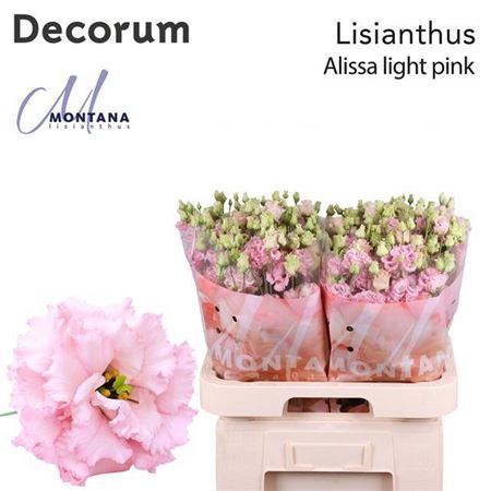 <h4>Eus G Alissa Light Pink</h4>