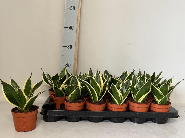 <h4>SANSEV HAHNII</h4>