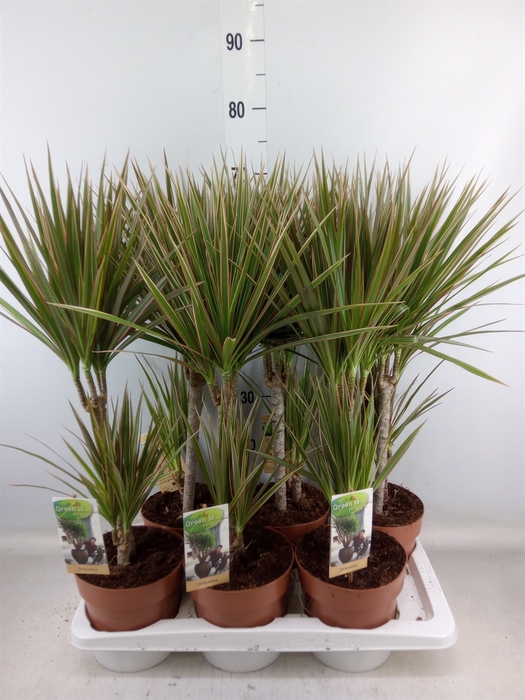 <h4>Dracaena marg. 'Bicolor'</h4>