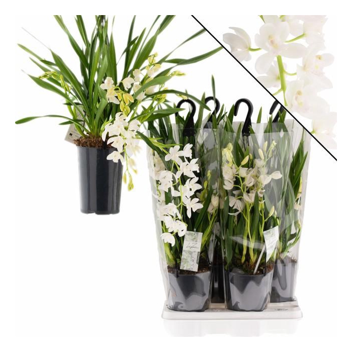 <h4>CYMB ICE CASCADE</h4>