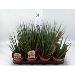 Sansevieria 'Fernwood'