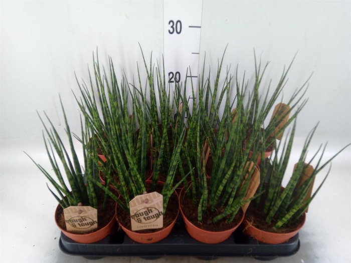 <h4>Sansevieria  'Fernwood'</h4>