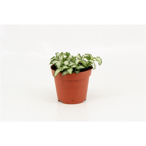 <h4>Fittonia Mosaic White Tiger</h4>
