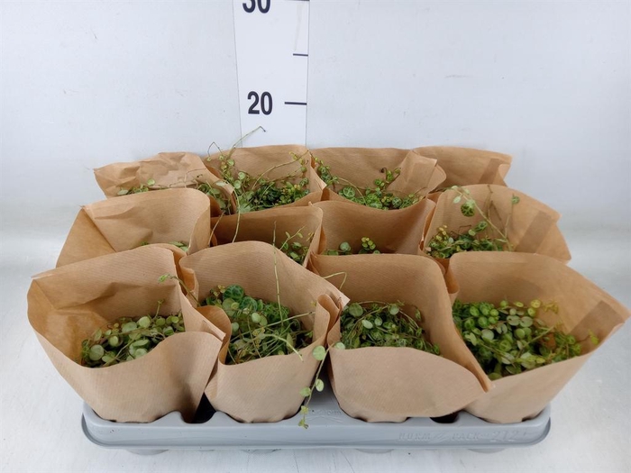 <h4>Peperomia pros.</h4>