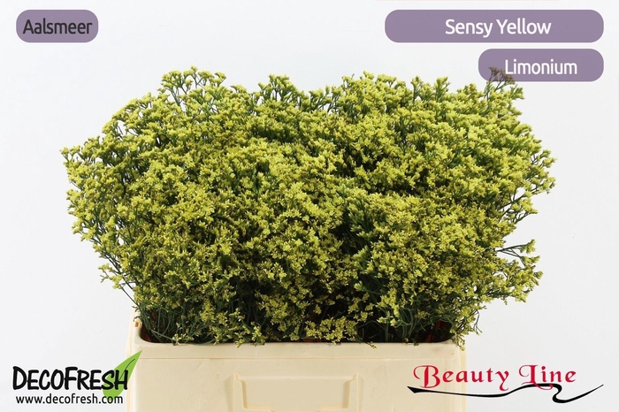 <h4>LIM SIN SEN YELLOW</h4>