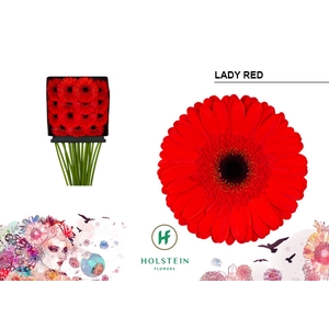 Gerbera Lady Red Diamond per kaart