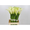 Zantedeschia Eydolls White