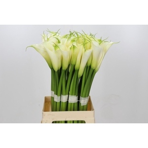 Zantedeschia Eydolls White