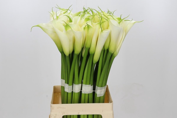 Zantedeschia Eydolls White