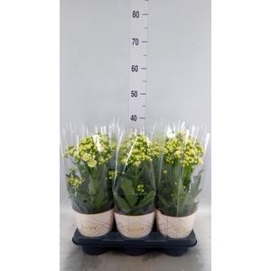 Kalanchoe  'Sunny White'