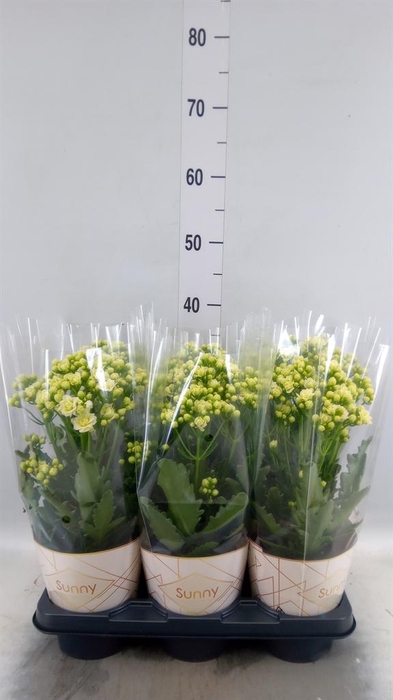 <h4>Kalanchoe  'Sunny White'</h4>