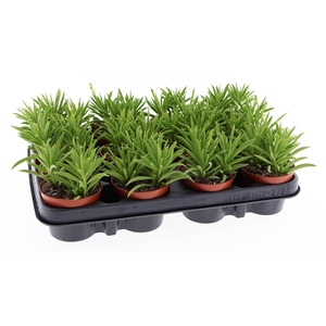 Peperomia ferreyrae 'Happy-Bean'