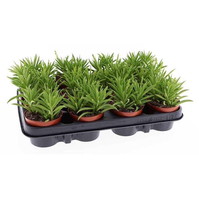 <h4>Peperomia ferreyrae 'Happy-Bean'</h4>