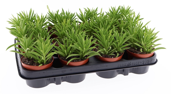 <h4>Peperomia ferreyrae 'Happy-Bean'</h4>