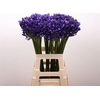Agap Eyfori Blue