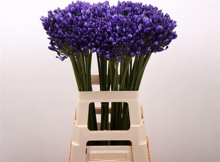 <h4>Agap Eyfori Blue</h4>