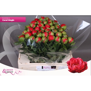 Paeonia Coral Magic | Heavy Quality