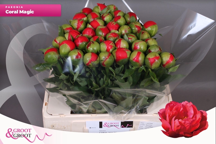 <h4>Paeonia Coral Magic | Heavy Quality</h4>