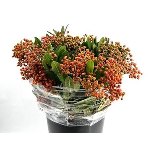 Photinia Berries