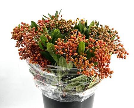 <h4>Photinia Berries</h4>