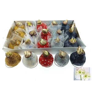 BLOEMBOL HIPPEASTRUM