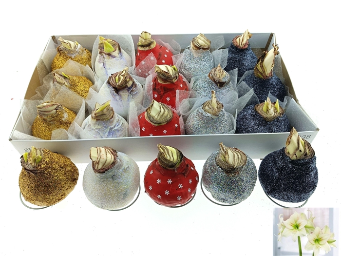 <h4>BLOEMBOL HIPPEASTRUM</h4>