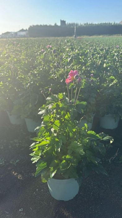 Anemone x hybrida Serenade