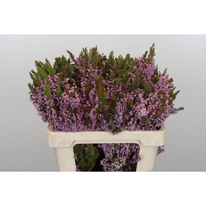 Kaaps Groen Erica Ovina