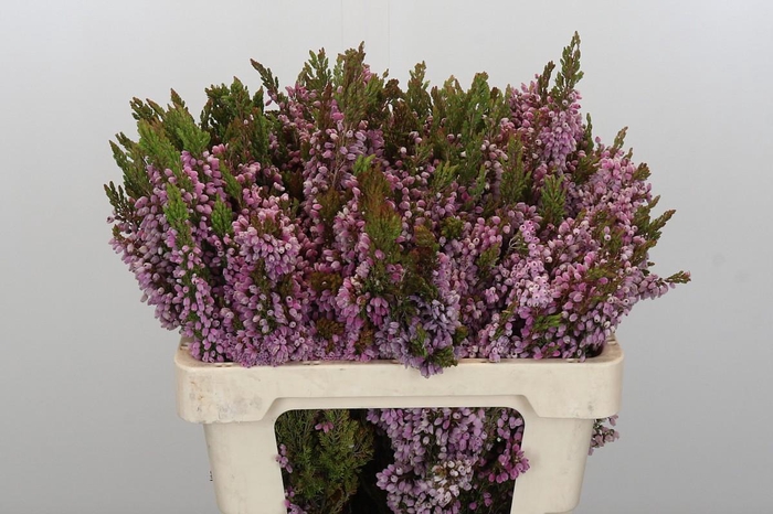 <h4>Kaaps Groen Erica Ovina</h4>